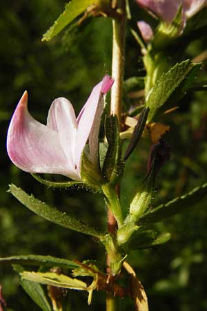 Ononis spinosa \ Dornige Hauhechel, D Ketsch 22.7.2015