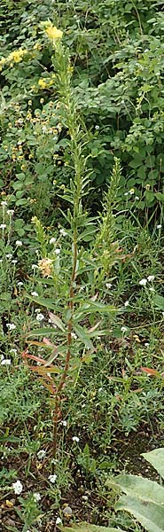 Oenothera erythropoda / Evening Primrose, D Rheinstetten-Forchheim 23.7.2016