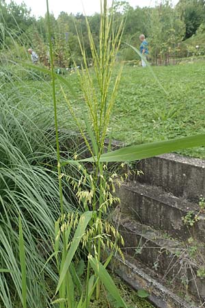 Oryza sativa \ Reis / Rice, D Botan. Gar.  Universit.  Tübingen 3.9.2016