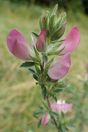 Ononis spinosa \ Dornige Hauhechel / Spiny Restharrow, D Iserlohn 11.7.2018