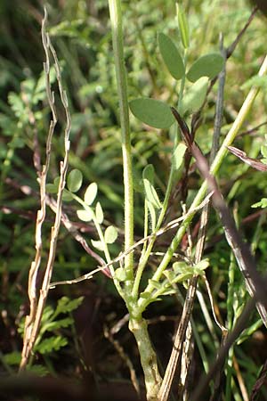 Ornithopus sativus \ Groer Vogelfu, Seradella / Common Bird's-Foot, D Mannheim 24.10.2019