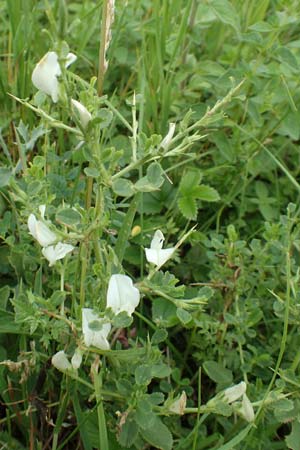 Ononis spinosa \ Dornige Hauhechel / Spiny Restharrow, D Grünstadt-Asselheim 15.6.2020