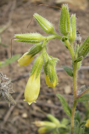 Onosma taurica \ Krim-Lotwurz / Crimea Goldendrop, D Botan. Gar.  Universit.  Mainz 11.7.2009