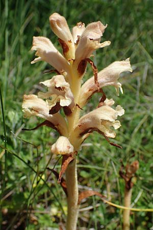 Orobanche teucrii \ Gamander-Sommerwurz / Germander Broomrape, D Grünstadt-Asselheim 16.6.2021