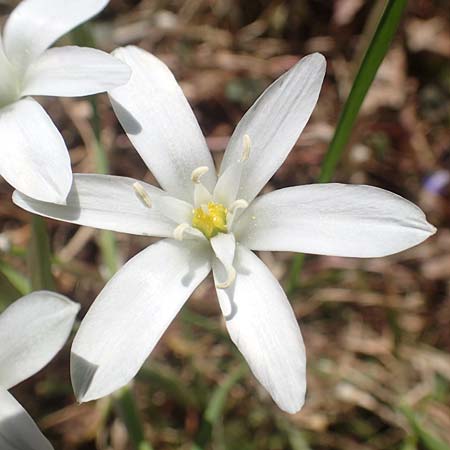 Ornithogalum divergens \ Spreizender Dolden-Milchstern / Lesser Star of Bethlehem, D Grünstadt-Asselheim 26.4.2020