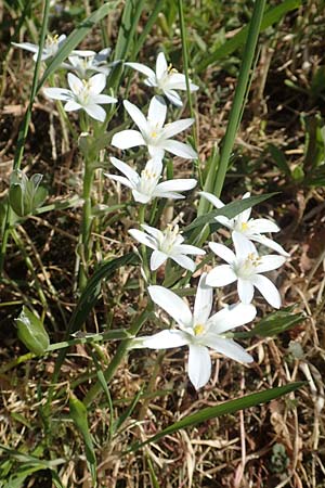 Ornithogalum divergens \ Spreizender Dolden-Milchstern / Lesser Star of Bethlehem, D Grünstadt-Asselheim 26.4.2020