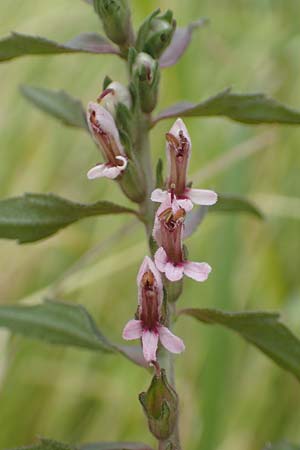 Odontites vernus \ Frhlings-Zahntrost / Red Bartsia, D Tiefenbronn 26.6.2016