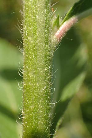 Oenothera suaveolens \ Wohlriechende Nachtkerze / Smelling Evening Primrose, D Römerberg 8.7.2017