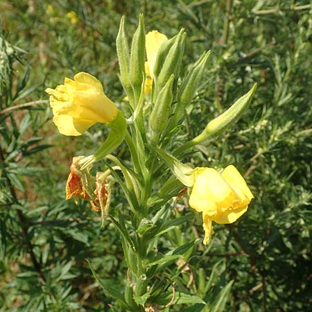 Oenothera suaveolens \ Wohlriechende Nachtkerze / Smelling Evening Primrose, D Römerberg 8.7.2017