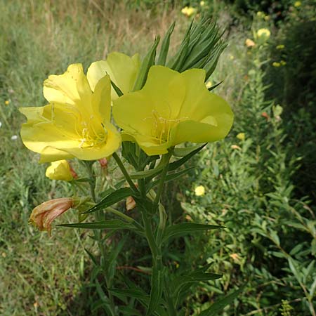 Oenothera suaveolens \ Wohlriechende Nachtkerze, D Ingelheim 11.7.2017