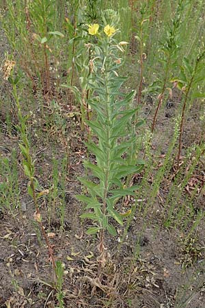 Oenothera villosa \ Weihaarige Nachtkerze / Hairy Evening Primrose, D Schwetzingen 7.7.2018