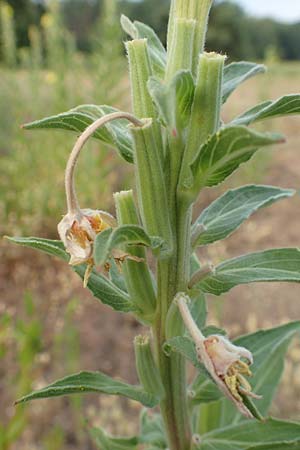 Oenothera villosa \ Weihaarige Nachtkerze / Hairy Evening Primrose, D Schwetzingen 7.7.2018