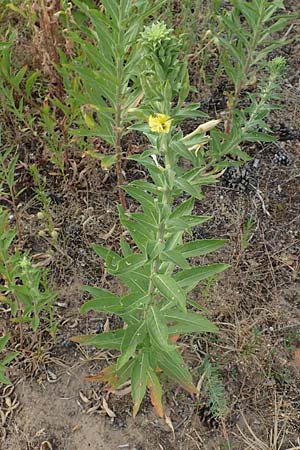 Oenothera villosa \ Weihaarige Nachtkerze / Hairy Evening Primrose, D Schwetzingen 7.7.2018