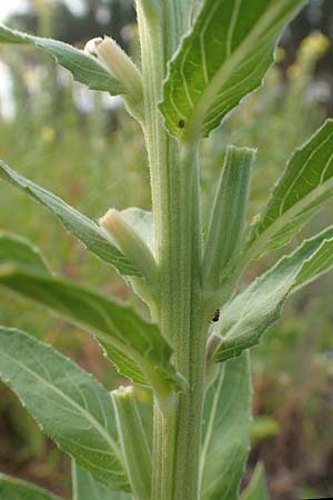 Oenothera villosa \ Weihaarige Nachtkerze / Hairy Evening Primrose, D Schwetzingen 7.7.2018