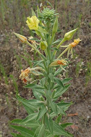 Oenothera villosa \ Weihaarige Nachtkerze / Hairy Evening Primrose, D Schwetzingen 7.7.2018