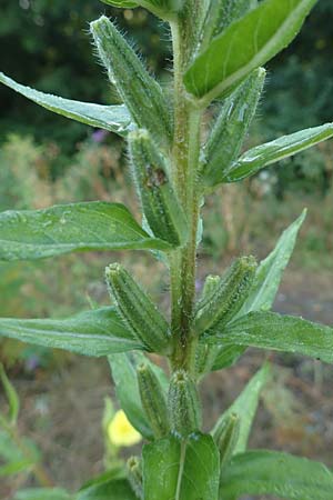 Oenothera palatina \ Pflzer Nachtkerze / Palatinian Evening Primrose, D Bickenbach 17.7.2018