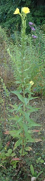 Oenothera palatina \ Pflzer Nachtkerze / Palatinian Evening Primrose, D Bickenbach 17.7.2018