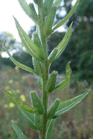 Oenothera palatina \ Pflzer Nachtkerze / Palatinian Evening Primrose, D Bickenbach 17.7.2018