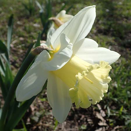 Narcissus pseudonarcissus \ Gelbe Narzisse, Osterglocke / Wild Daffodil, D Ludwigshafen 31.3.2021