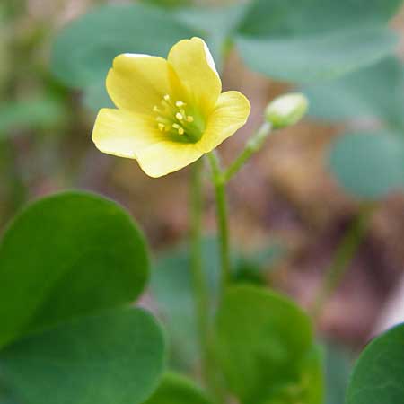 Oxalis stricta \ Aufrechter Sauerklee / Upright Oxalis, D Großkrotzenburg 18.7.2015