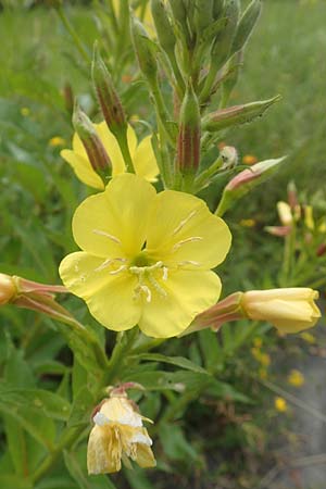 Oenothera fallax \ Tuschende Nachtkerze, D Breuberg 16.7.2016