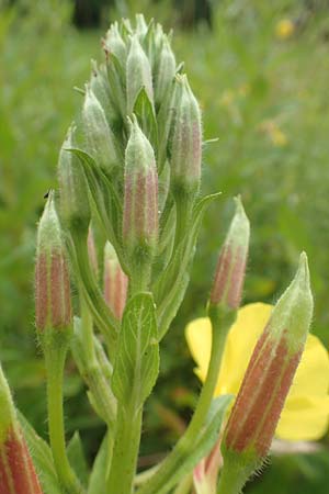 Oenothera fallax \ Tuschende Nachtkerze, D Breuberg 16.7.2016