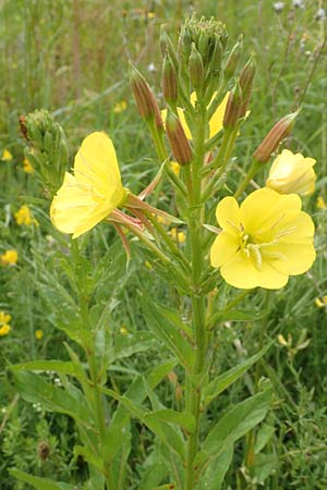 Oenothera fallax \ Tuschende Nachtkerze, D Breuberg 16.7.2016