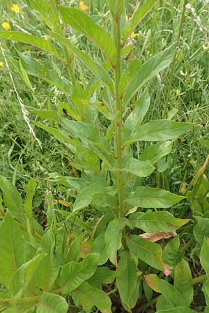 Oenothera fallax \ Tuschende Nachtkerze / Intermediate Evening Primrose, D Breuberg 16.7.2016