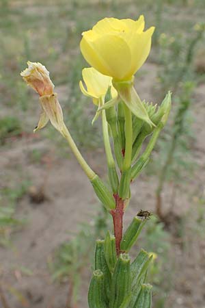 Oenothera fallax x oakesiana \ Nachtkerzen-Hybride / Hybrid Evening Primrose, D Mannheim 8.8.2017