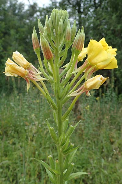 Oenothera fallax ? / Intermediate Evening Primrose, D Darmstadt 11.7.2018