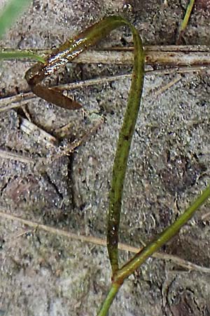 Potamogeton pusillus agg. \ Zwerg-Laichkraut, D Drover Heide 9.7.2018