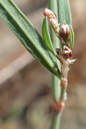 Polygonum bellardii ? \ Ungarischer Vogel-Knterich / Narrowleaf Knotgrass, Red Knotgrass, D Mannheim 15.9.2019