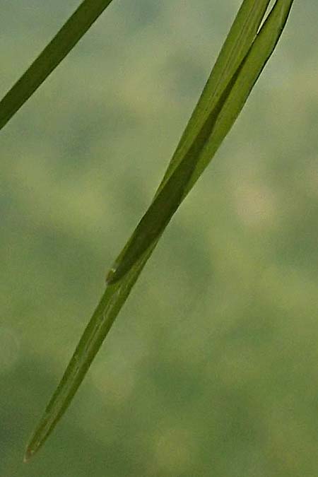 Potamogeton pusillus agg. \ Zwerg-Laichkraut, D Kaiserstuhl,  Burkheim 1.6.2021