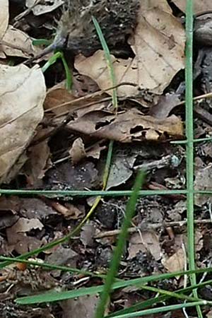 Poa pratensis \ Wiesen-Rispengras, Wiesenrispe / Smooth Meadow Grass, Kentucky Blue Grass, D Mannheim 10.6.2021