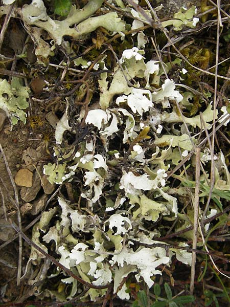 Peltigera aphthosa \ Schwarzwarzige Schild-Flechte / Silver-Lined Freckle Pelt, D Karlstadt 1.5.2010