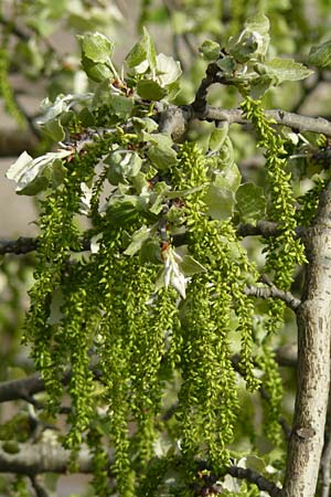 Populus alba \ Silber-Pappel / White Poplar, D Mannheim 19.4.2016