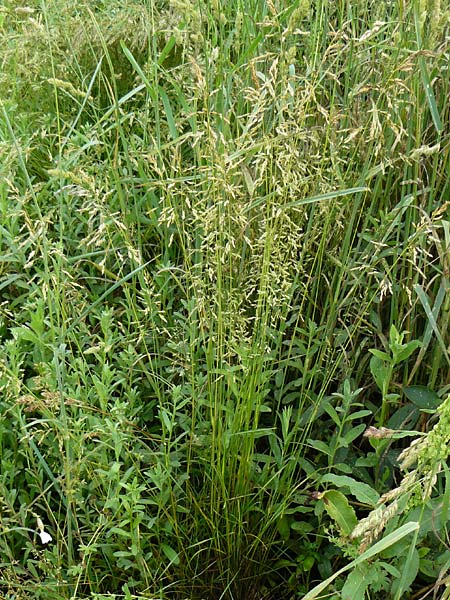 Poa angustifolia \ Schmalblttriges Rispengras / Narrow-Leaved Meadow Grass, D Erlenbach am Main 4.6.2016