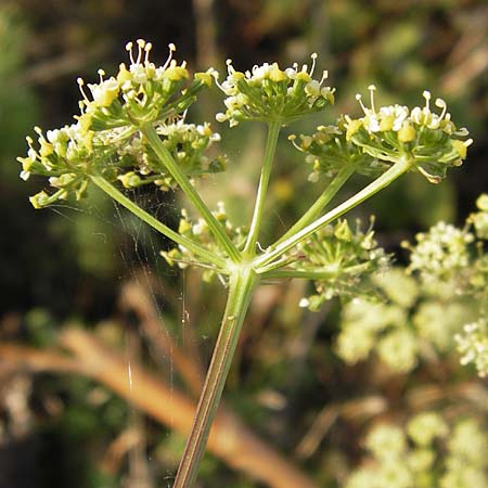 Peucedanum alsaticum \ Elssser Haarstrang / Alsatian Parsley, D Rheinhessen, Jugenheim 28.8.2012