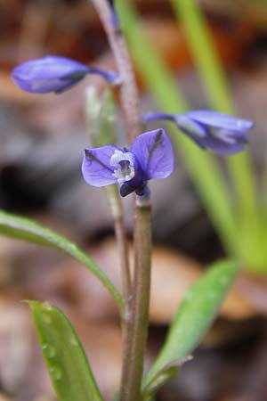 Polygala amarella \ Sumpf-Kreuzblume, Sumpf-Kreuzblmchen / Dwarf Milkwort, D Hammelburg 4.5.2013