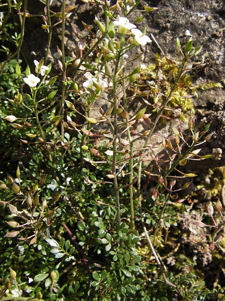 Hornungia alpina subsp. auerswaldii \ Auerswald-Steinkresse, D  8.6.2013