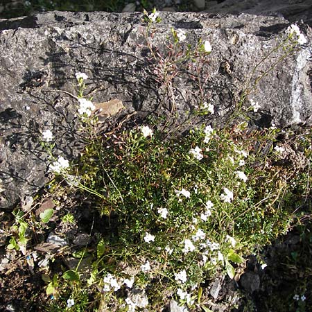 Hornungia alpina subsp. auerswaldii \ Auerswald-Steinkresse, D  8.6.2013