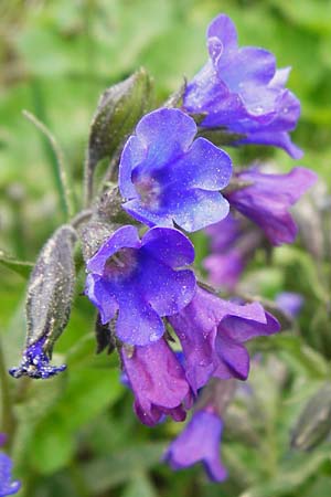 Pulmonaria angustifolia \ Schmalblttriges Lungenkraut, D Nüdlingen 9.5.2015