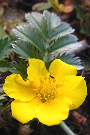 Potentilla anserina \ Gnse-Fingerkraut, D Gimbsheim 11.5.2015