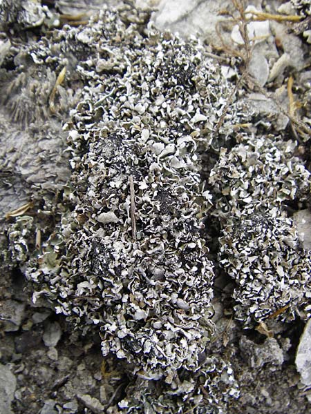 Parmelia spec3 ? \ Schlsselflechte / Shield Lichen, D Gerolzhofen-Sulzheim 18.7.2015