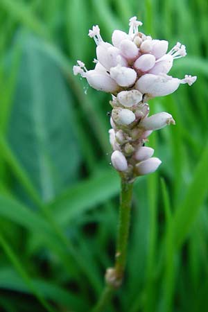 Persicaria amphibia \ Wasser-Knterich / Water Knotweed, Willow Grass, D Mannheim 30.8.2015