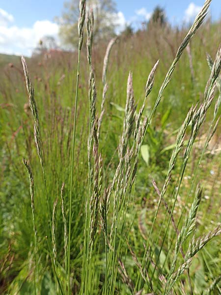 Festuca guestphalica \ Harter Schwingel / Westphalian Fescue, D Erlenbach am Main 28.4.2016