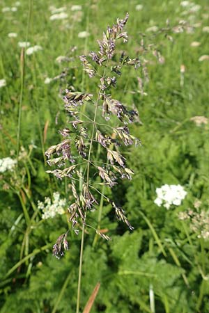 Poa alpina \ Alpen-Rispengras / Alpine Meadow Grass, D Schwarzwald/Black-Forest, Feldberg 10.7.2016