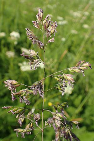 Poa alpina \ Alpen-Rispengras / Alpine Meadow Grass, D Schwarzwald/Black-Forest, Feldberg 10.7.2016