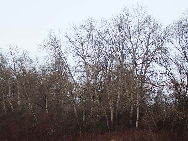 Populus alba \ Silber-Pappel / White Poplar, D Mannheim 12.2.2017