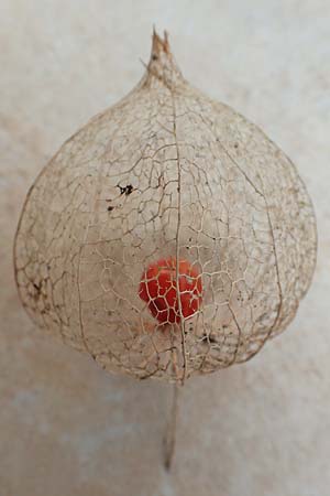 Physalis alkekengi \ Judenkirsche, Lampionblume / Japanese Lantern, Bladder Cherry, D Mannheim 1.4.2017